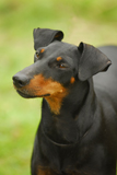 Hurst Dog Show